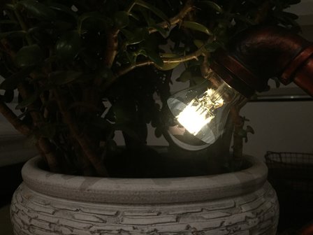 LED Filament Kopspiegellamp 8W 2700K (A60) met plant